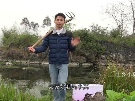 小莫这抓鱼方式太有趣了,耙子往河里一滚就能捞上泥鳅,你见过吗