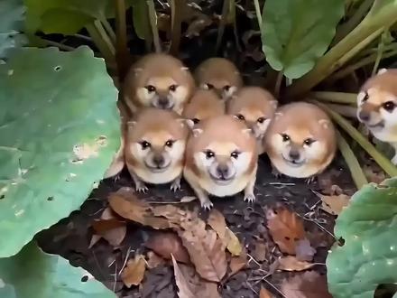 我的刀盾征集爸爸妈妈哥哥姐姐啦!小刀盾给你们拜年啦,谢谢爸爸妈妈哥哥姐姐,我一定会养活家人的!#我的刀盾 #刀盾狗 #萌宠出道计划 #Ai刀盾狗真的太可爱了 #动物成精