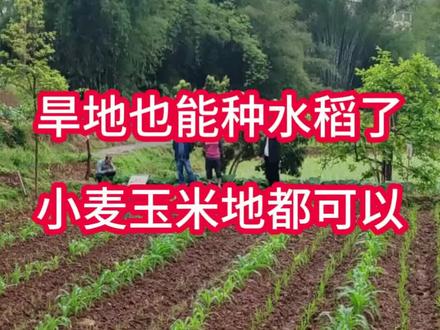 旱地也可以种水稻了#水稻#水稻种植#水稻上山 #旱地水稻
