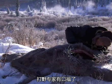 贝爷极寒之地荒野求生,捡到一头驯鹿#荒野求生 #野外生存