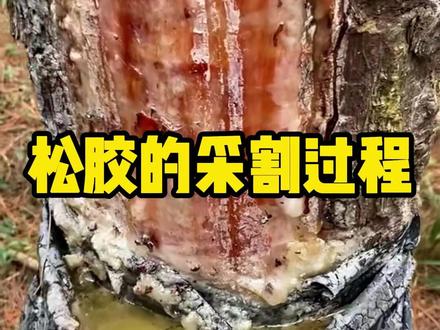 松脂的采割全过程 #松脂 #解压 #有趣 #全球看点