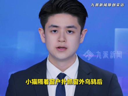 4月13日报道,#小猫隔窗扑抓乌鸫记仇每天投鸟屎 ,当事人:应该是一对夫妻,还生了鸟宝宝。武汉#观鸟协会谈乌鸫向窗户投鸟屎 :不是报复 ,是护巢护雏的本能,不必与小鸟计较。