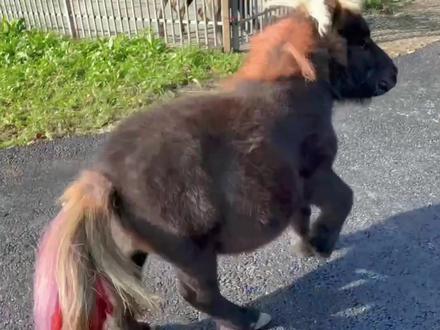 矮马和小猫成为了朋友,它俩一起戏弄主人,都要给主人气哭了