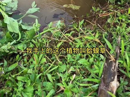 又到了挖蛤蟆草的季节了#乡村守护人