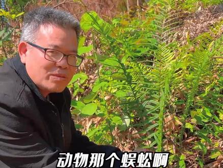 这课植物居然叫蜈蚣草,还有这种用处。#植物 #大自然的馈赠 #野生植物