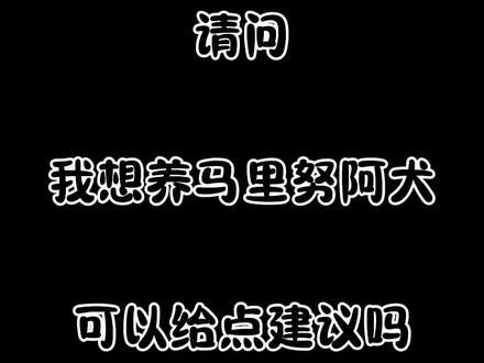 养狗劝退之马里努阿犬#马犬