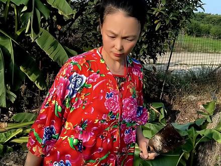 记录我的农村生活,砍几颗芭蕉叶搭建鸡棚, #我的农村生活实拍