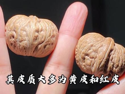 元宝的科普指南#元宝 #文玩核桃知识科普 #文玩核桃知识 #文玩核桃 #真实生活分享计划