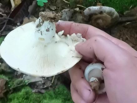 #林泉小山人文祯#野生菌 #捡蘑菇
文祯实拍于广西桂林市雁山区雁山镇——火炭菌(可食);石灰菌(有毒。)