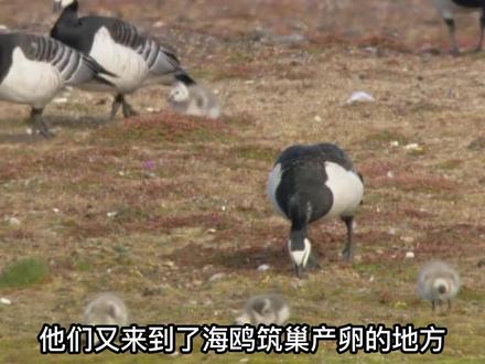 北极熊艰难养育幼崽,追捕海豹失利,却捡获一头大鲸鱼,全程揪心