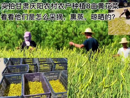 实拍庆阳农户种植8亩黄花菜,看看他们是怎么采摘、熏蒸及晾晒的