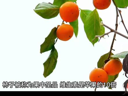柿子的功效与禁忌 #柿子 #科普一下 #维生素 #水果 #涨知识