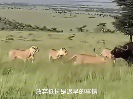 断腿水牛的最后一战:失败,但不屈服 一头成年水牛被狮群咬断后腿,失去了逃跑能力。
同伴曾试图救援,但在残酷的现实面前选择离开。
被孤立的它,没有倒下,反而拼尽最后的力量反击,甚至掀翻了一头雄狮。
这是一场注定失败的战斗,却也是最顽强的求生#狮子水牛大战 #狮群 #狮子捕猎 #动物纪录片解说 #野生动物零距离