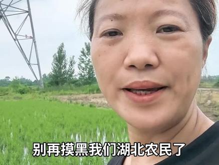 别再摸黑我们湖北农民!到底是谁在搞事情?
河南、江苏、安徽的收割机师傅们,你们真的辛苦了!极端天气下麦子倒伏、潮湿难收割,是你们日夜奔波、加班加点,帮咱们湖北老乡抢收粮食,守住大半年的收成。这份情湖北农民记在心里,由衷感谢每一位诚信实在、踏实干活的师傅!
近期网上总有些别有用心的从业者,发布视频嘲讽收割难题,造谣湖北麦子没人收、湖北土地有大小亩、农民收割后赖账不给钱,肆意抹黑污蔑湖北农民。我就想说:问题根源大多在你们自己身上!
我家30亩地,是河南师傅帮忙收割的,干完活收费2100元,我们痛痛快快付款,还准备了简易午餐招待师傅。师傅舒心,我们安心,和和气气,这才是互相体谅的样子。
可有些师傅打着支援抢收的幌子哄抬价格,一亩地张口就要200、300元。一台农机本是养家糊口的营生,你们非要做成收割农民血汗钱的暴利生意。想赚快钱没那个本事和格局,靠漫天要价坑害农户,这条路走不通
真心感谢千里驰援、诚信厚道的跨区作业师傅,也劝诫个别心术不正的从业者:守住本分,踏实做事,别寒了农户的心,也别丢了跨区支援的善意!
#小麦收割 #小麦#三农#湖北#记录我的农村生活