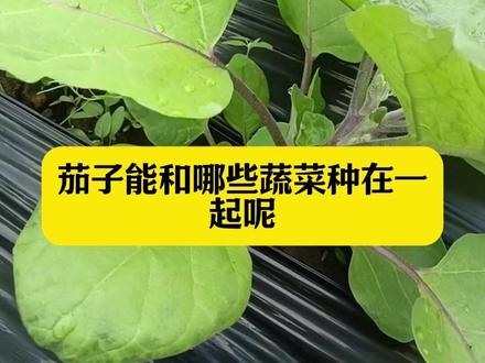 茄子旁边能种哪些蔬菜呢,哪些不建议种在一起