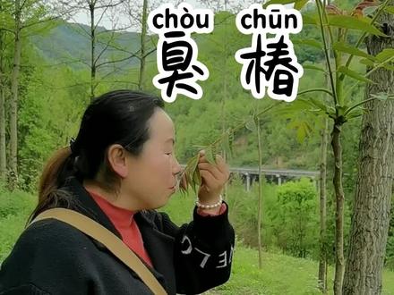 故乡无闲草,认识皆为宝!——臭椿!香椿和臭椿有什么区别?接上一条视频#一日一植物 #秦岭