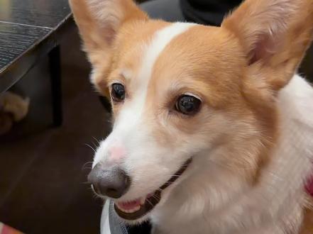 狗:他不能回家哭吗 #可爱小狗 #养狗人的精神状态