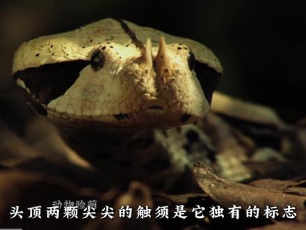 将毒蛇的毒液注射进人体血液里,究竟会发生怎样的恐怖化学反应? #动物世界 #眼镜王蛇 #加蓬蝰蛇 #动物科普