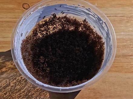 将红火蚁包成#猎奇 #红火蚁 #美食教程