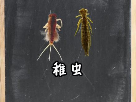 1分钟了解幼虫、若虫、稚虫