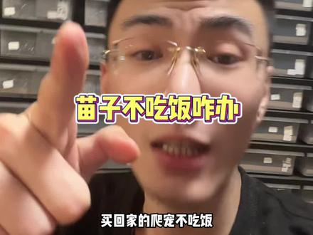 爬宠新手避坑指南#爬宠 #玉米蛇 #守宫