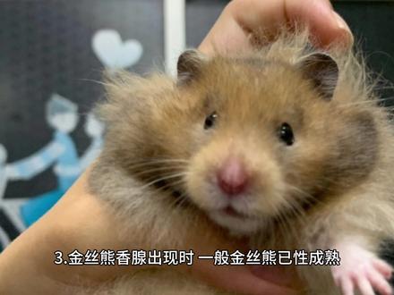 金丝熊香腺 #金丝熊 #金丝熊百科