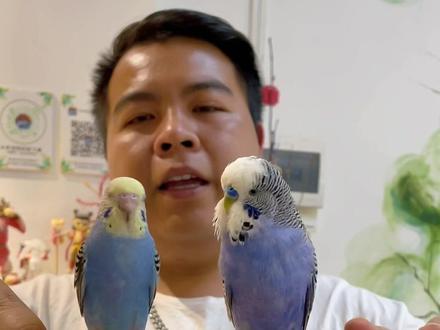 #手养鹦鹉 大头虎皮鹦鹉和小头虎皮鹦鹉区别在哪里,你学会了嘛#虎皮鹦鹉 #鹦鹉 #萌宠 #可爱到爆炸💥 #萌宠出道计划 #神奇动物在抖音 #大头虎皮 @抖音小助手