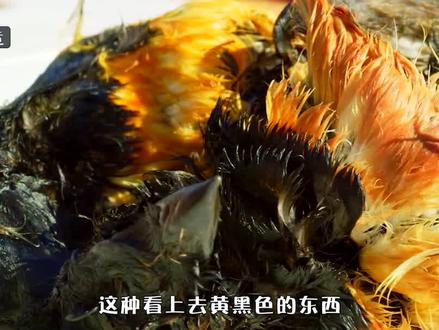 腌海雀比榴莲臭20倍,为何被因纽特人奉为美食,它究竟有多恐怖? #腌海雀 #涨知识 #科普 #黑暗料理