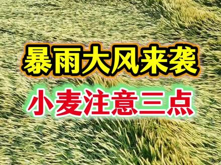 暴雨大风来袭!小麦注意三点! #小麦种植 #农业小知识