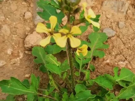 芝麻菜,十字花科,芝麻菜属一年生草本植物,别名臭菜、东北臭菜、火箭生菜。该种茎叶作蔬菜食用,是很好的野菜。