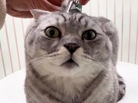 你家猫咪被捏后颈会僵住吗?