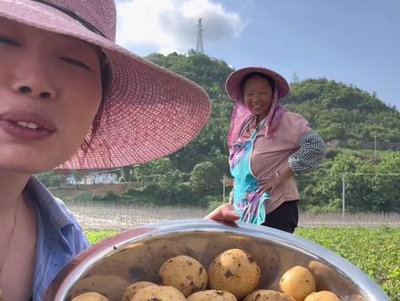 我们贵州正宗老品种黄心洋芋,现挖现发,要买洋芋的话赶紧进直播间哦#农户自种土豆 #新鲜采挖土豆 #新农人计划 #老品种黄心土豆 #我的乡村生活