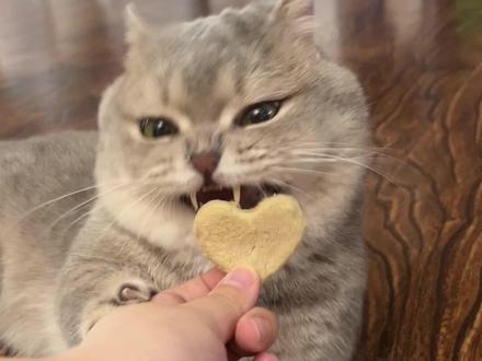毛栗子头号私生饭#谁能拒绝傻憨憨的小猫咪 #帕特 #帕特冻干