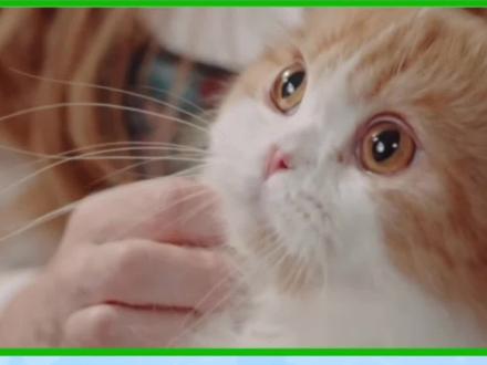 猫咪睁大眼睛看你是什么意思 #猫咪的迷惑行为 #猫咪冷知识 #猫咪的肢体语言 #铲屎官和猫 #铲屎官和猫咪
