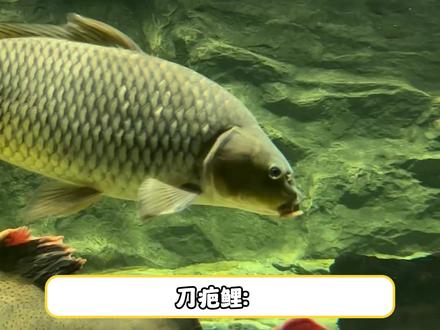 刀哥:我在等停电,你们在等什么呢? #修仙 #鲤鱼 #搞笑 #鱼跃龙门