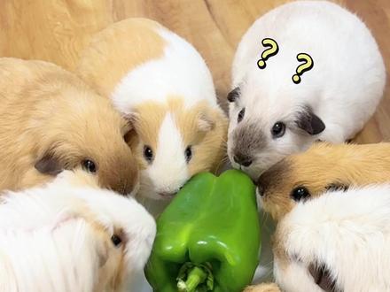 猪妞们开饭啦!今天吃青椒炒萝北!#宠物吃货 #铲屎官日常 #豚鼠