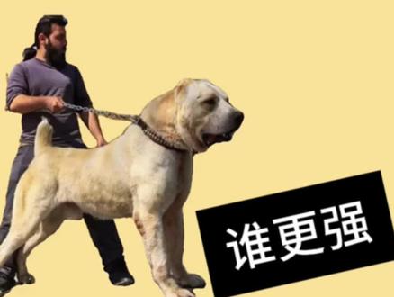 #中亚牧羊犬 #看家护院 #坎高犬 中亚和坎高你很喜欢哪个?
