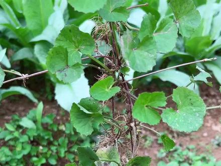 雷公根又名积雪草,遇见挖点回来。#我的乡村生活 #乡村守护人