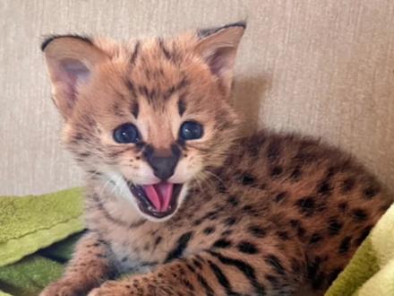 薮猫弟弟到家啦#薮猫