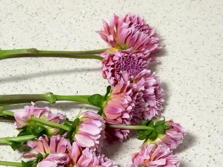 大丽花脱水后要烫根醒花才能恢复? 关于大丽花的养护,烫根和脉动是两个关键词。这个视频主要是用对比来验证脱水的大丽花,是否真的需要烫根才能救回来。
🌸🌸 对比实验
3扎奶油桃子,充分晾干到明显脱水。
7支烫根8厘米,7支不烫根直接深剪
自来水醒花,什么也没加
🌸🌸 实验结果
烫根和不烫根的大丽花在2小时深水醒花后,花材状态没有可见的差异。瓶插1天后也看不出差别。
🌸🌸 缘起
一直想做大丽花的养护对比,终于等到白菜价了。
烫根其实一直是我无法理解原理的一个养护方法。
核心应该是用外加热,热胀冷缩排出导管内的空气。能影响的应该也只有底部受热的一小段,热水上面的部份应该是不影响的,不然花就完了。
然后排出空气的这段被剪掉,留下的部份原来什么样还是什么样。那多剪点根感觉从逻辑上应该是一样的。所以有了这个对比实验。