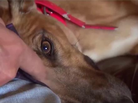 适合家养的大型犬-灵缇 跑的最快的狗#宠物知识 #抖音动物图鉴 #灵缇