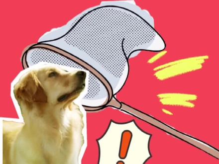 那些被抓走的#禁养犬 何去何从?把你们碰到过的情况评论区告知大家🙏🏻🙏🏻#萌宠 @DOU+小助手