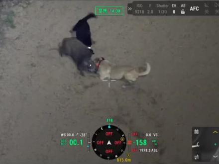 4月12日战报,大娃战力拉满。#西北刀客 #大娃 #甘肃狼牙 #联合护农