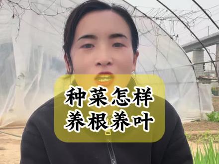 种菜怎样才能养好根系和叶片?#蔬菜种植 #种植小技巧 #在家种菜 #每天分享蔬菜种植技巧 #阳台种菜