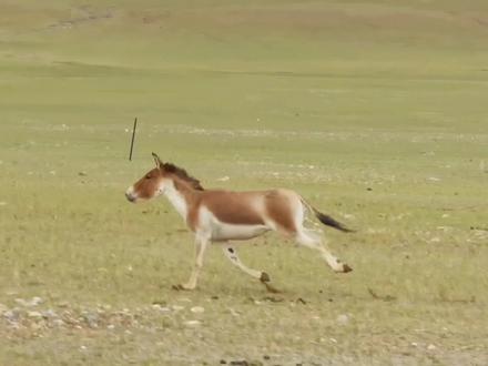 西藏阿里高原上,#有幸拍到一只藏野驴(当地人称野马),和我家车车并行了4分多钟,时速60km/h。