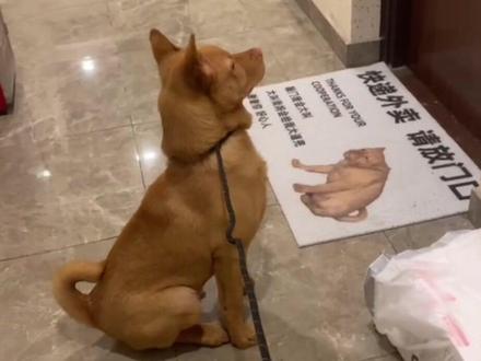 五红犬的忠诚#五红犬#中华田园犬 #养狗的意义 #被狗狗治愈