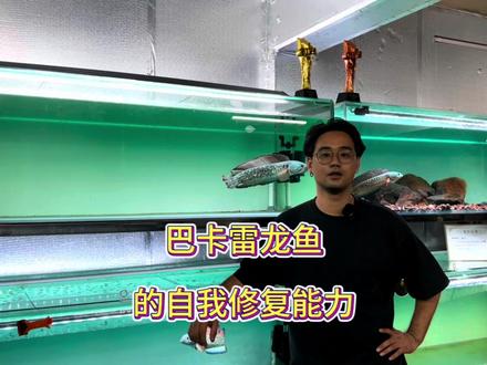 巴卡雷龙鱼的自我修复能力 #健康水族 #雷龙鱼 #巴卡雷龙鱼