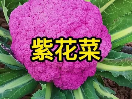 大家见过#紫花菜 吗?#蔬菜种植 #三农 @DOU+小助手