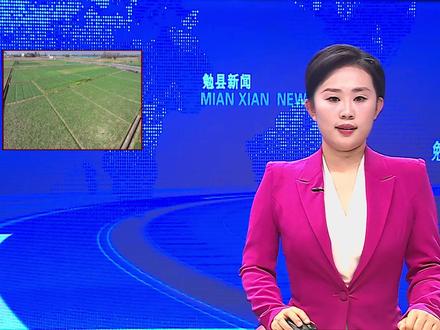 【勉县新闻】金泉镇雍新村:蒜苗种植铺就村民致富路#三农