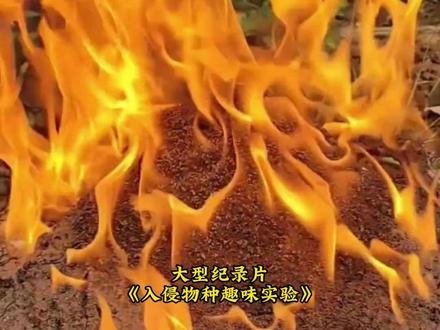 撒旦小时候吵着要看 #外来入侵物种 #清道夫 #红火蚁